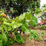 別荘 Eco House In Unique Environment *